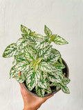 Hypoestes
