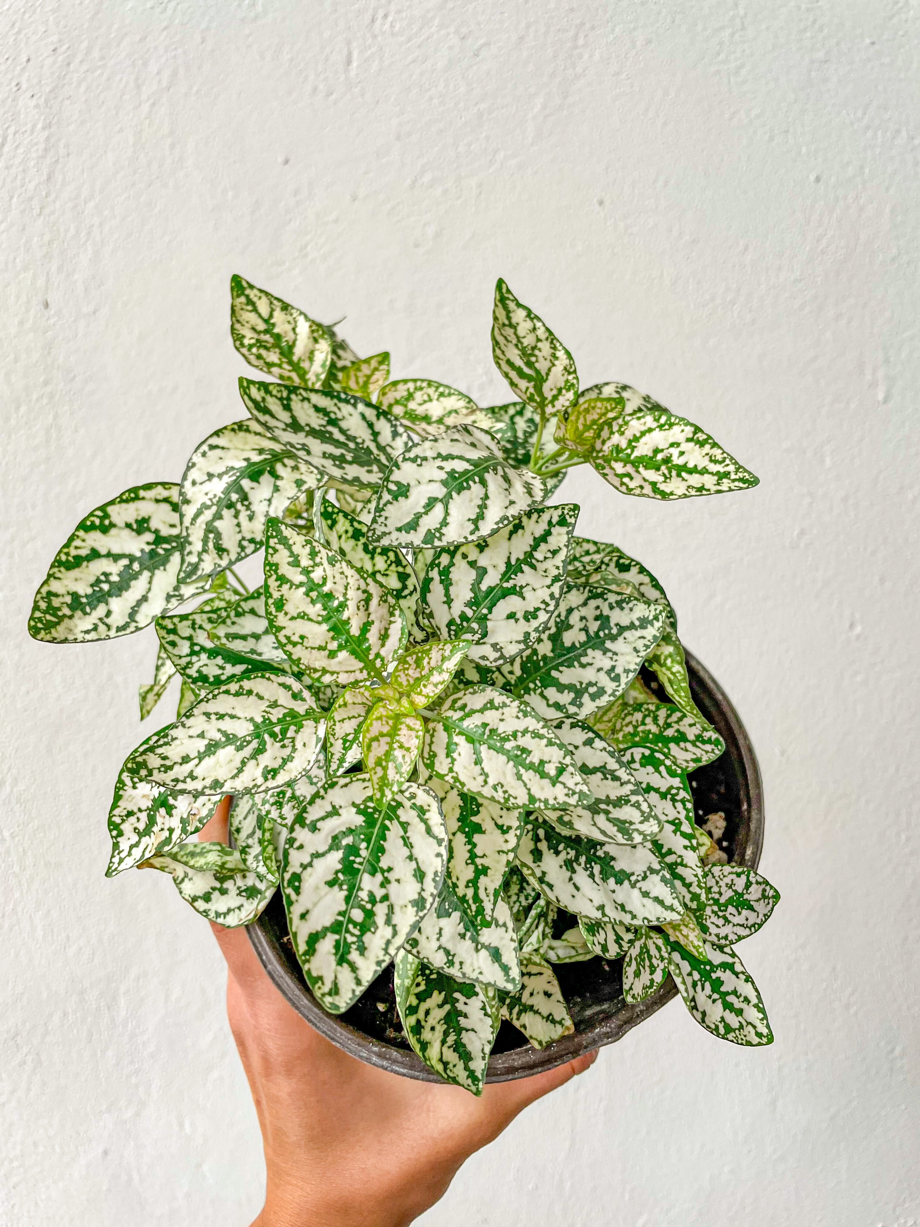 Hypoestes