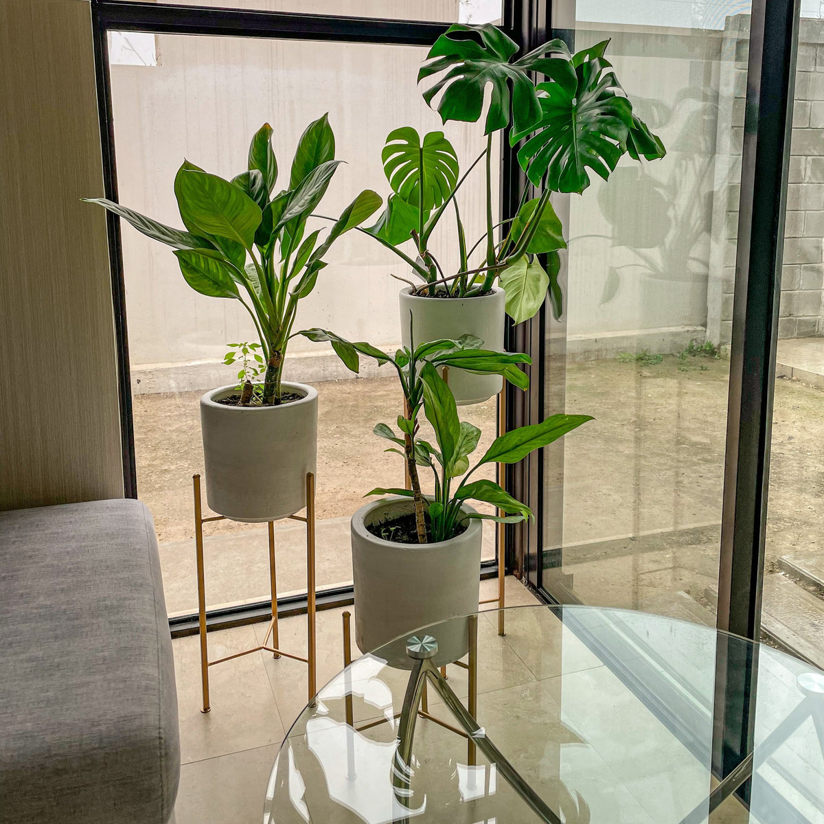 dieffenbachia galatea Galatea/Dieffenbachia – Tesucc Plantas y Macetas