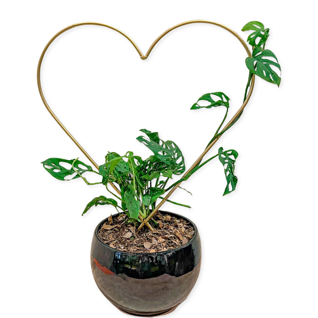 planta monstera esqueleto Monstera Esqueleto – Tesucc Plantas y Macetas