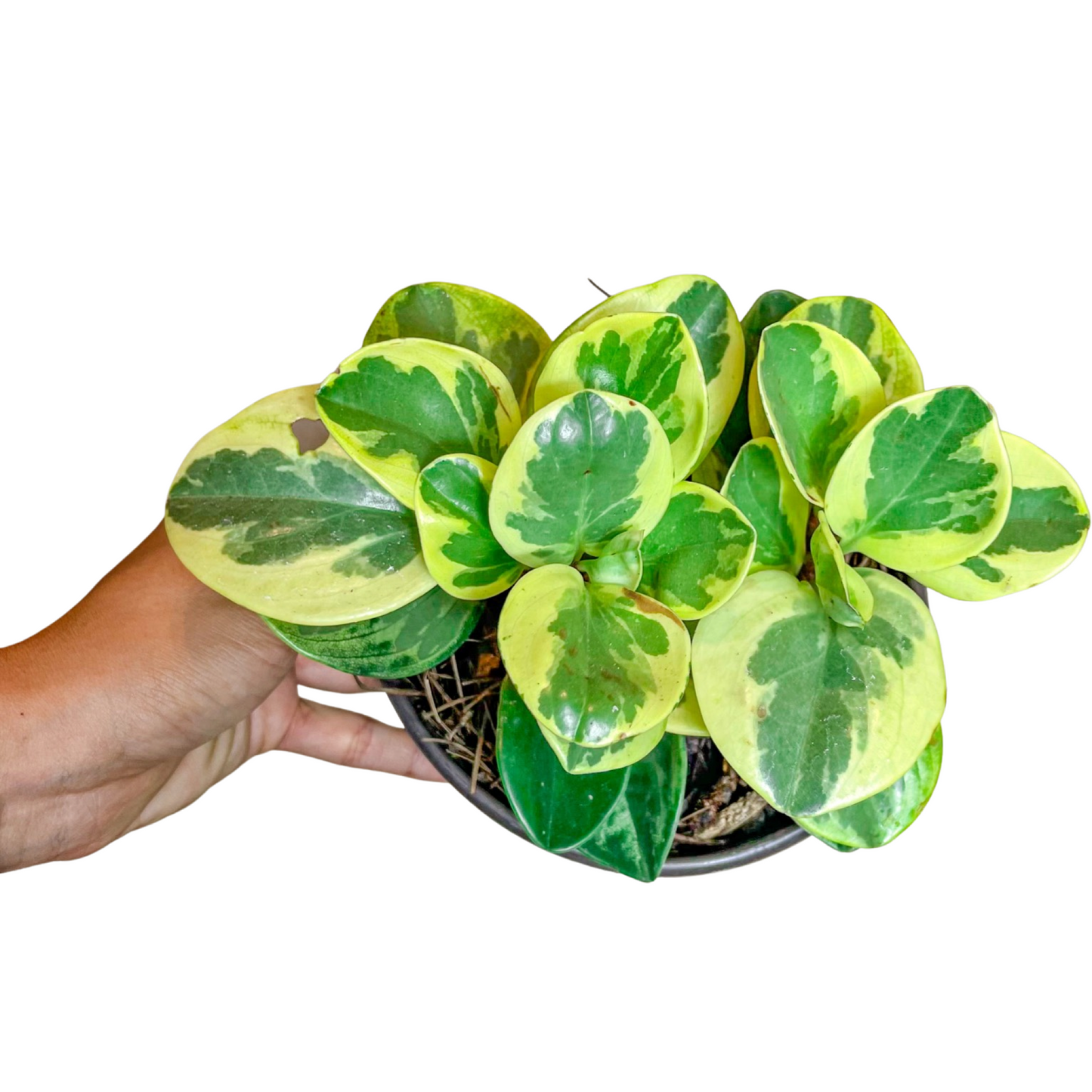 Peperomia