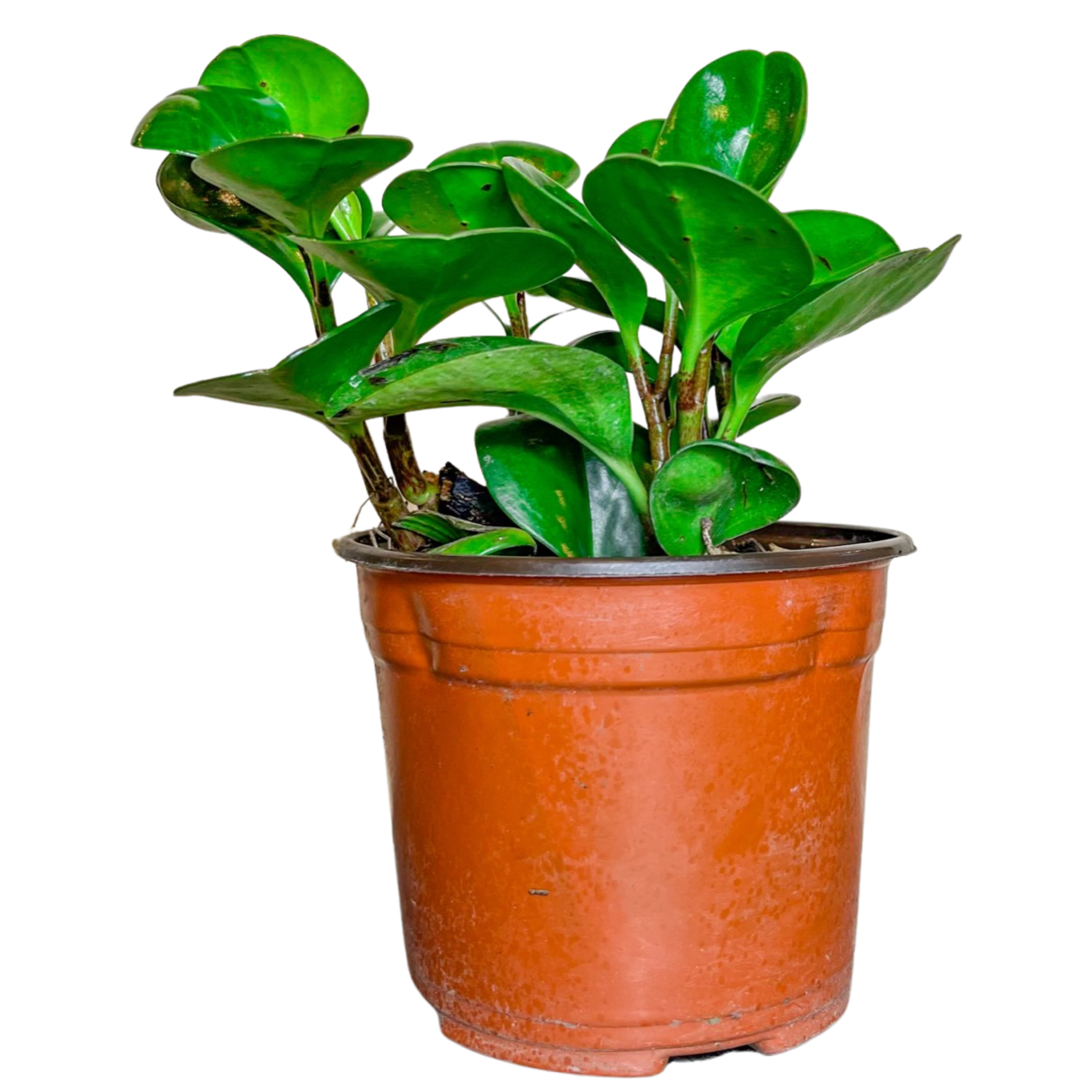Peperomia