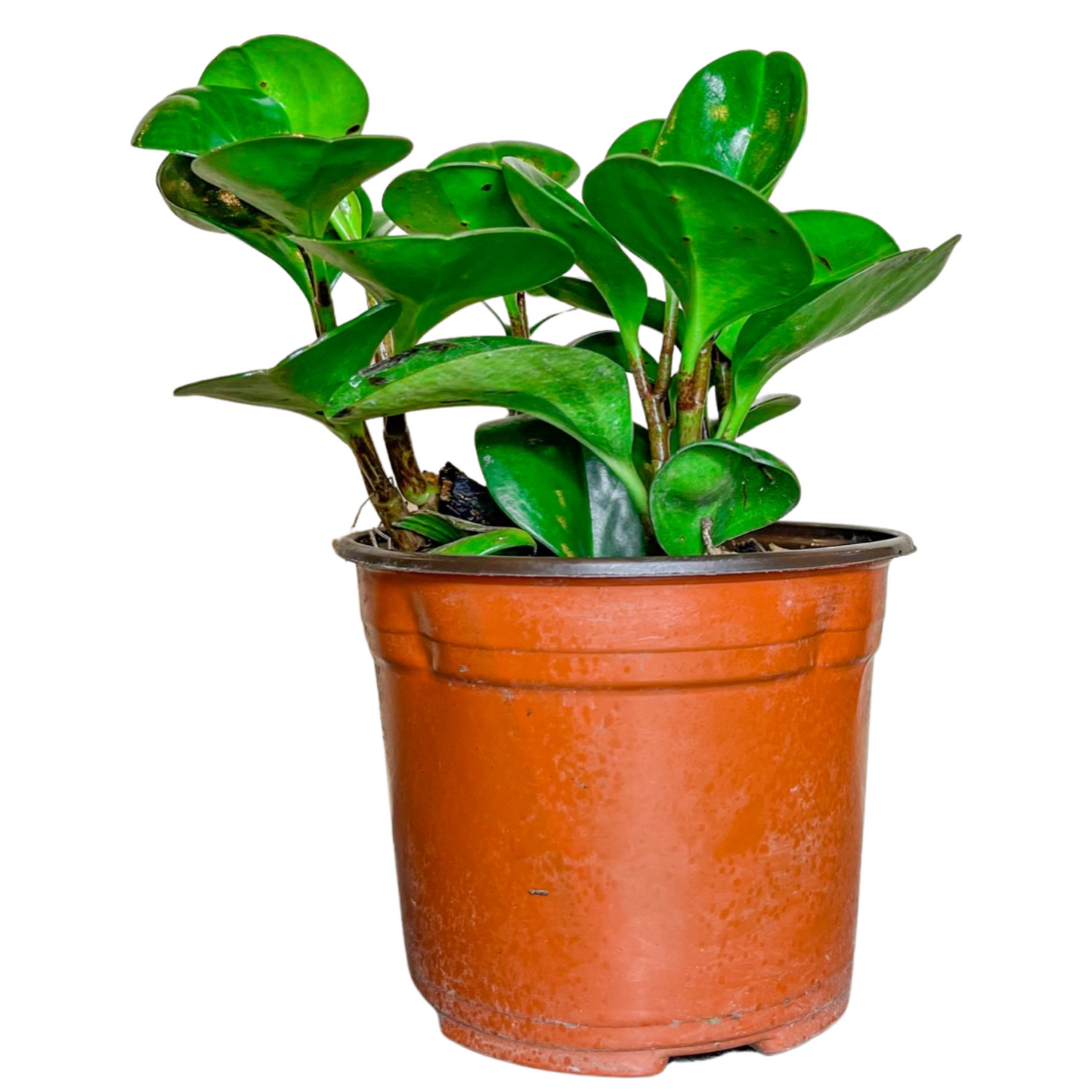 Peperomia