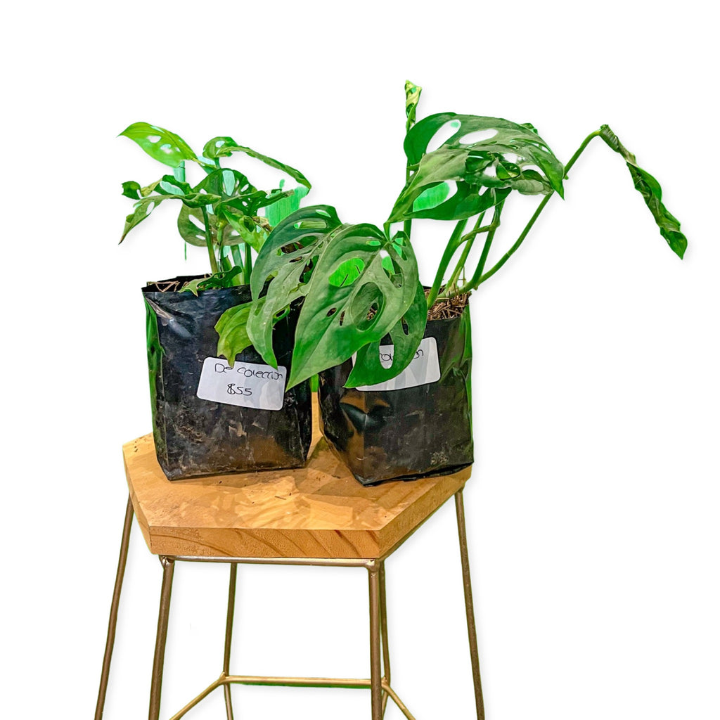 planta monstera esqueleto Monstera Esqueleto – Tesucc Plantas y Macetas