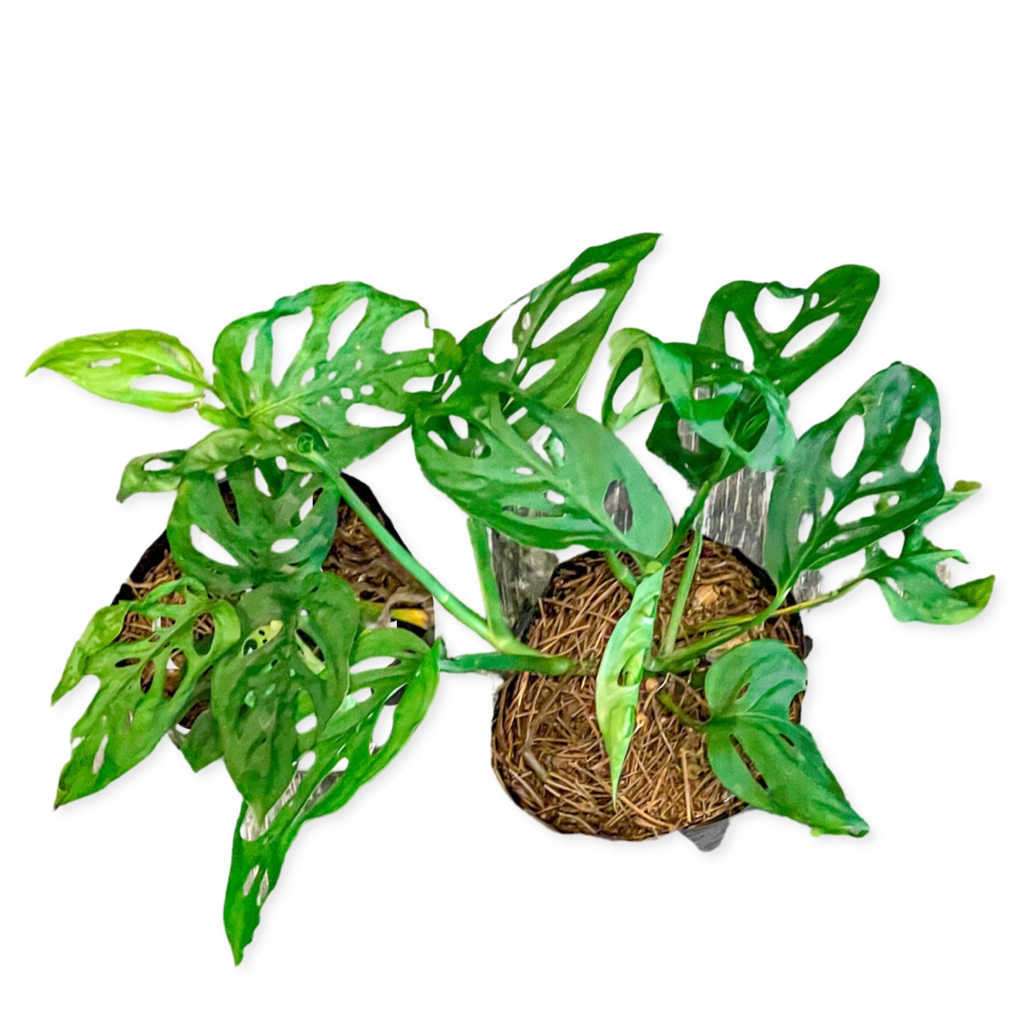 Monstera Esqueleto