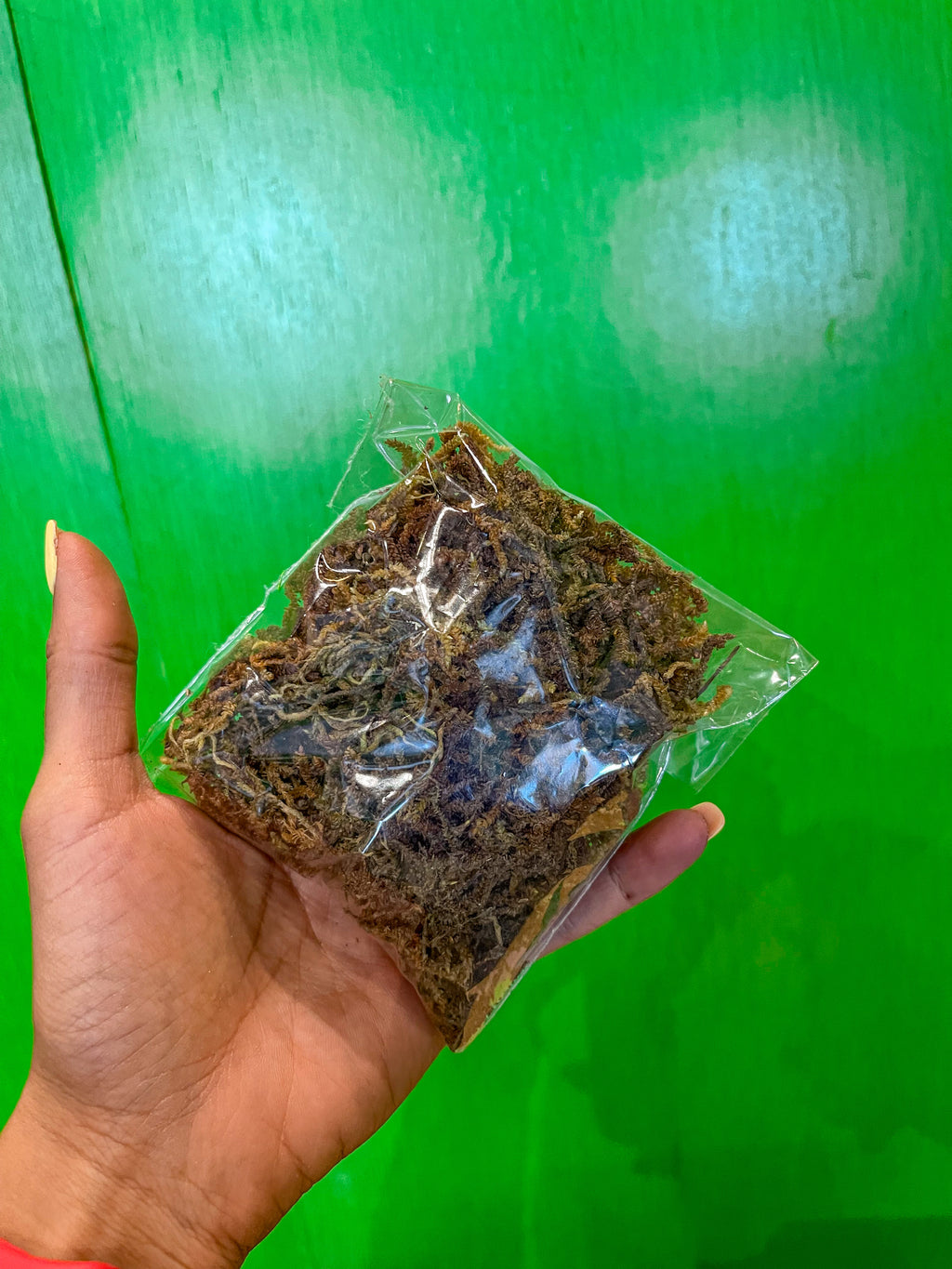 Musgo Preservado