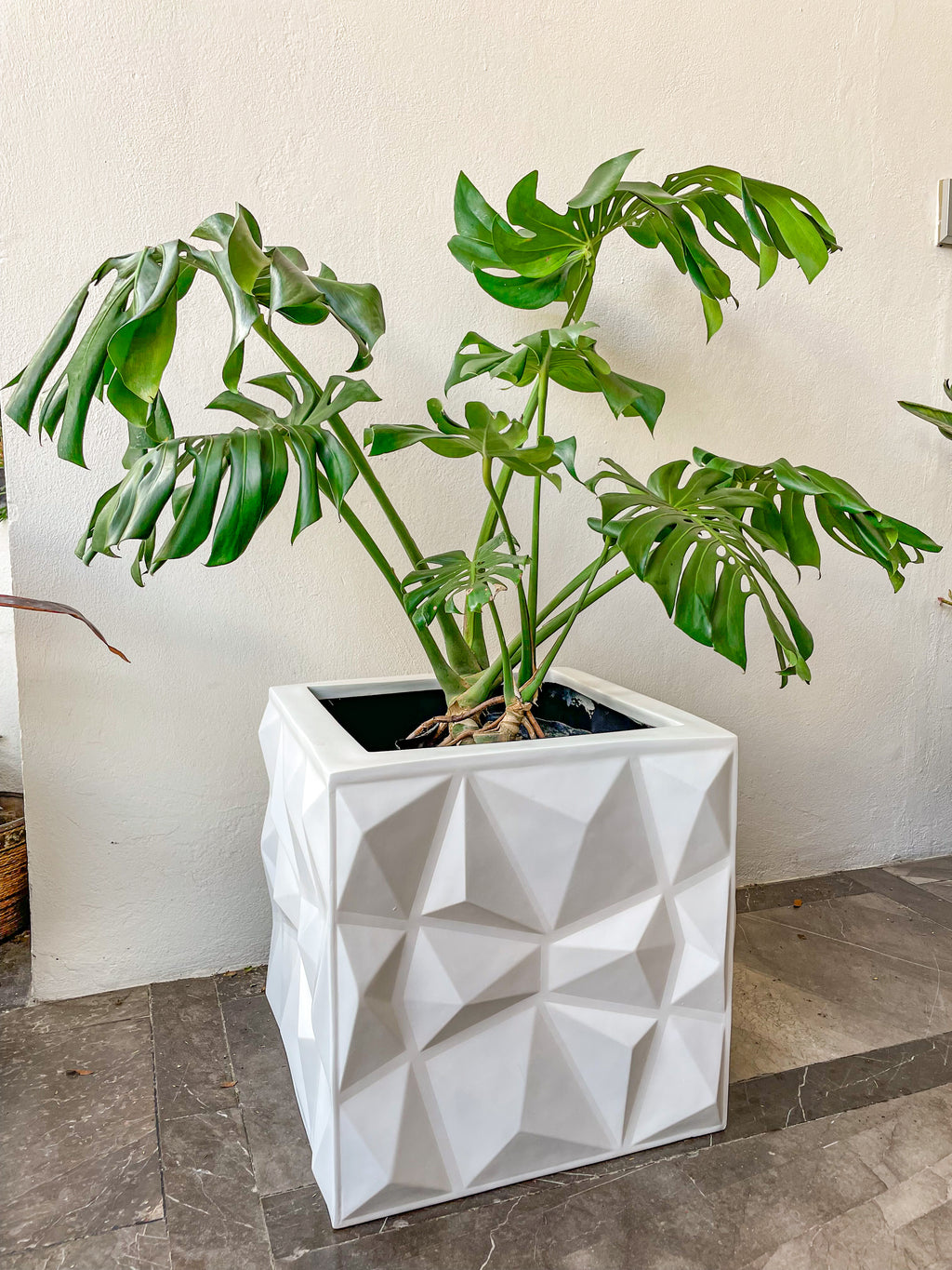 maceta para monstera deliciosa Monstera Deliciosa – Tesucc Plantas y Macetas