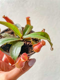 Nepenthes Carnívora