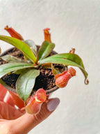 Nepenthes Carnívora