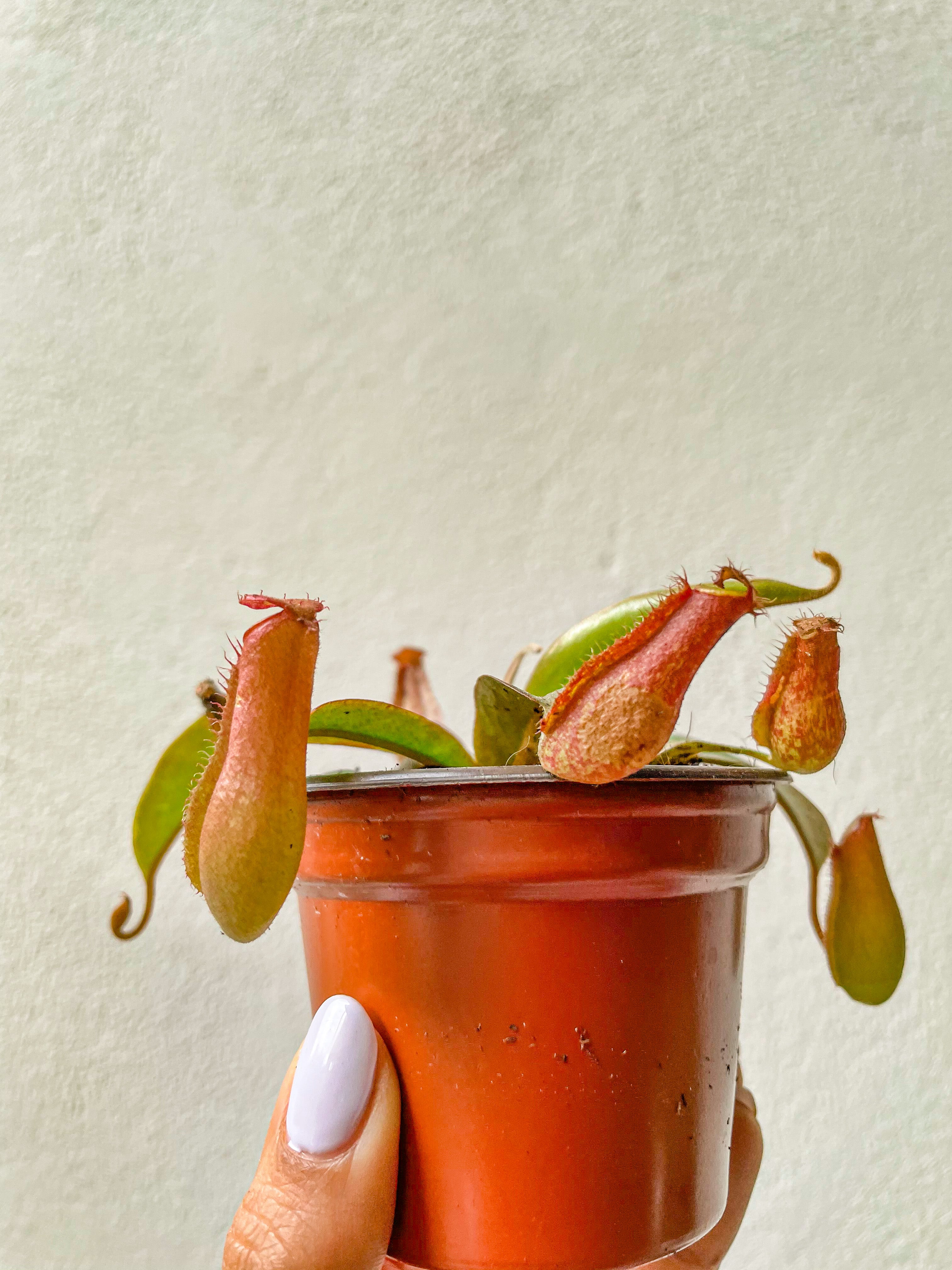 Nepenthes Carnívora