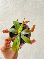 Nepenthes Carnívora