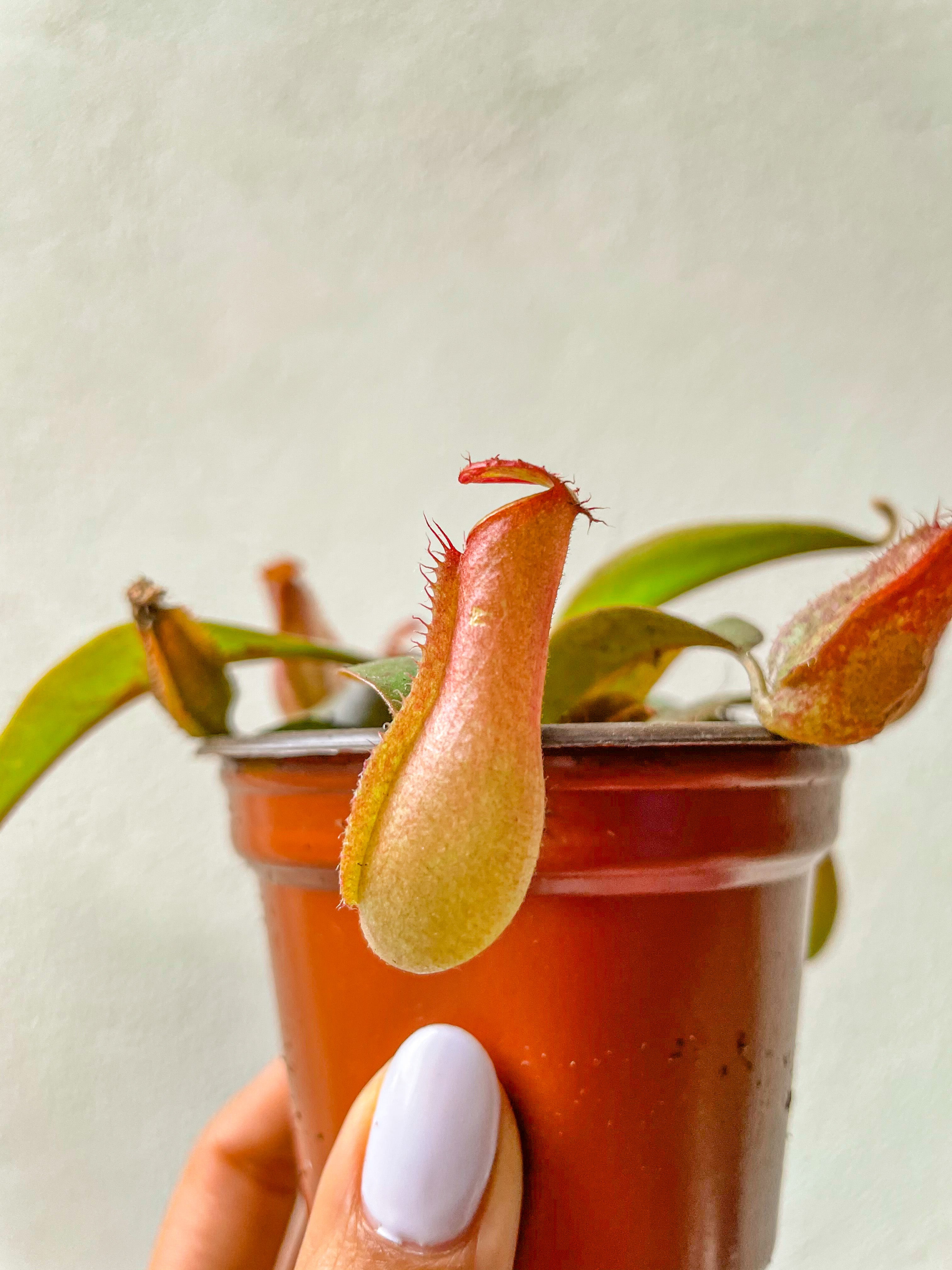Nepenthes Carnívora