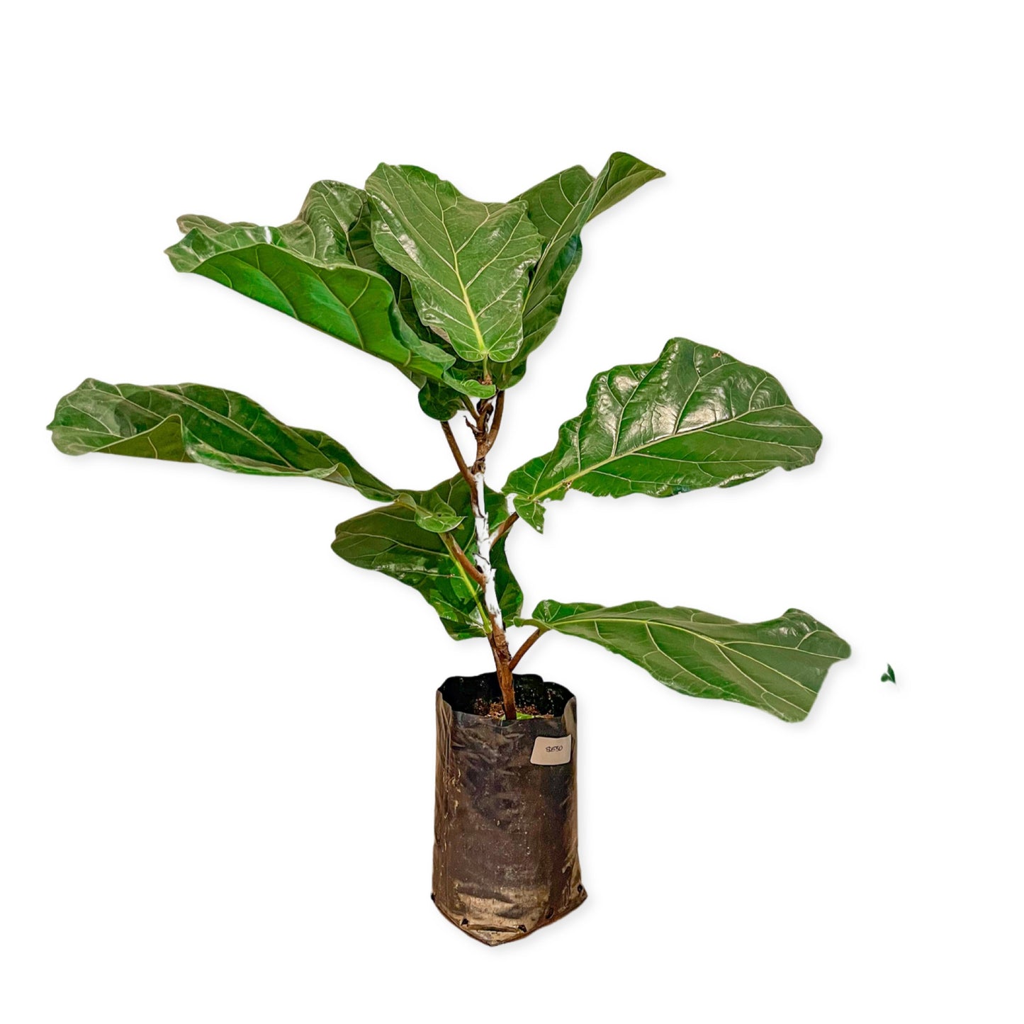 Ficus Pandurata