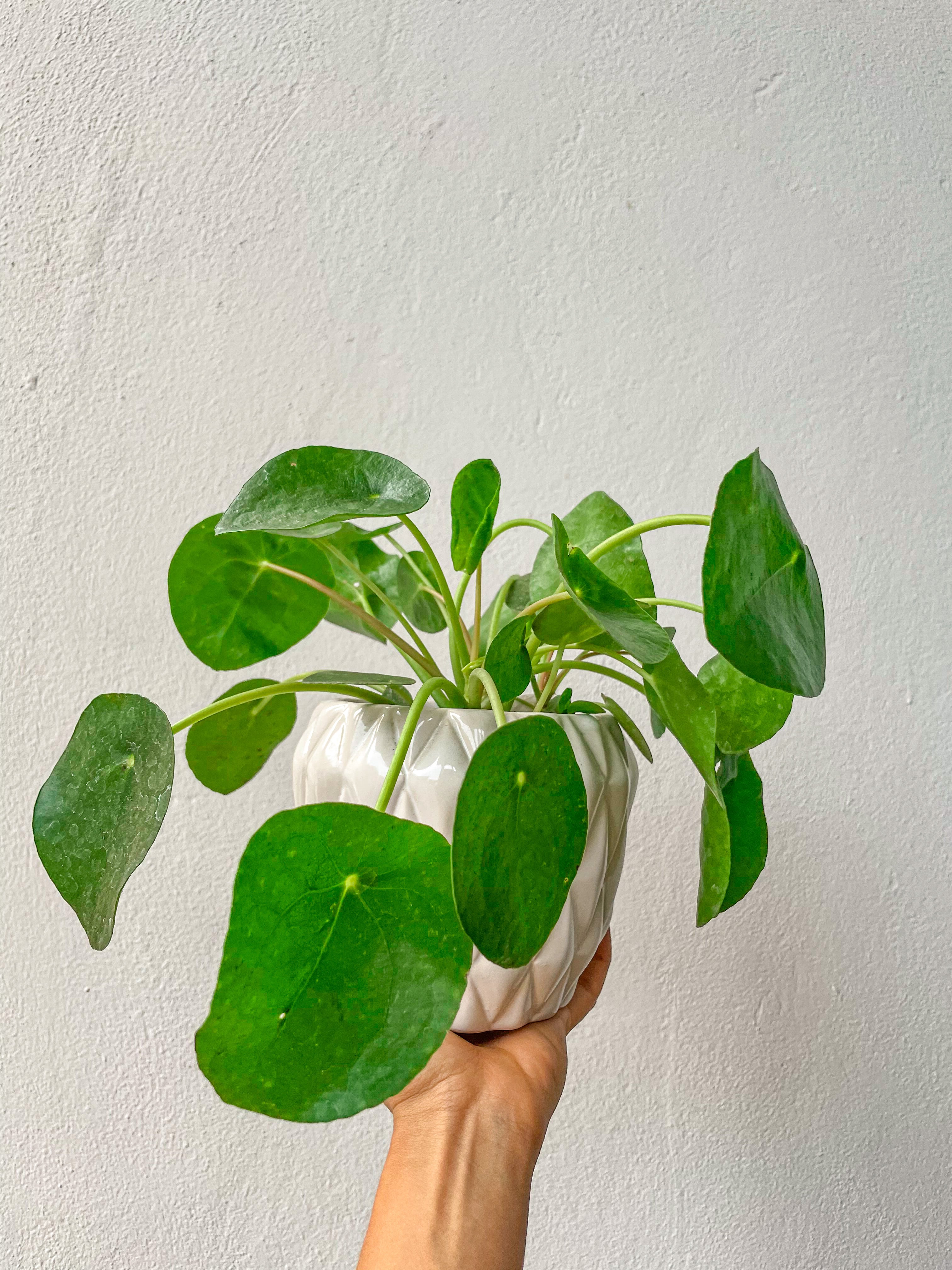 Pilea Peperomioides