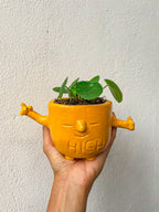 Pilea Peperomioides