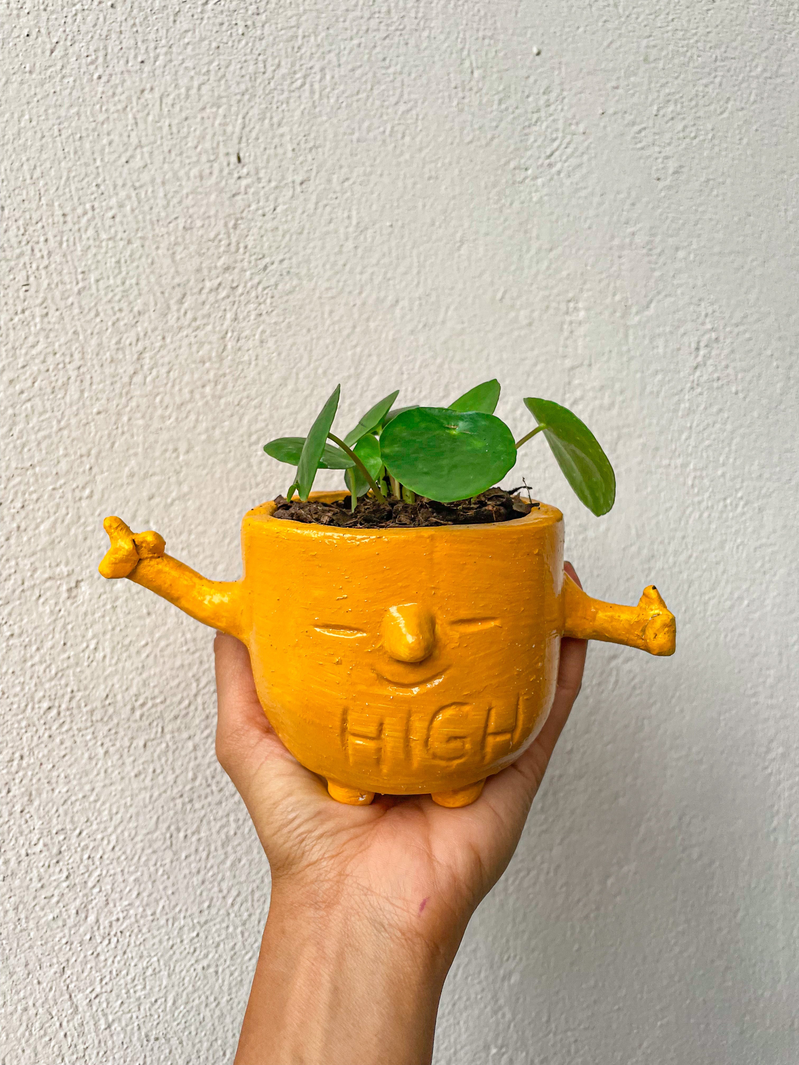 Pilea Peperomioides