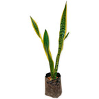 Sansevieria / Lengua de Suegra