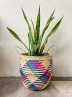 Sansevieria / Lengua de Suegra