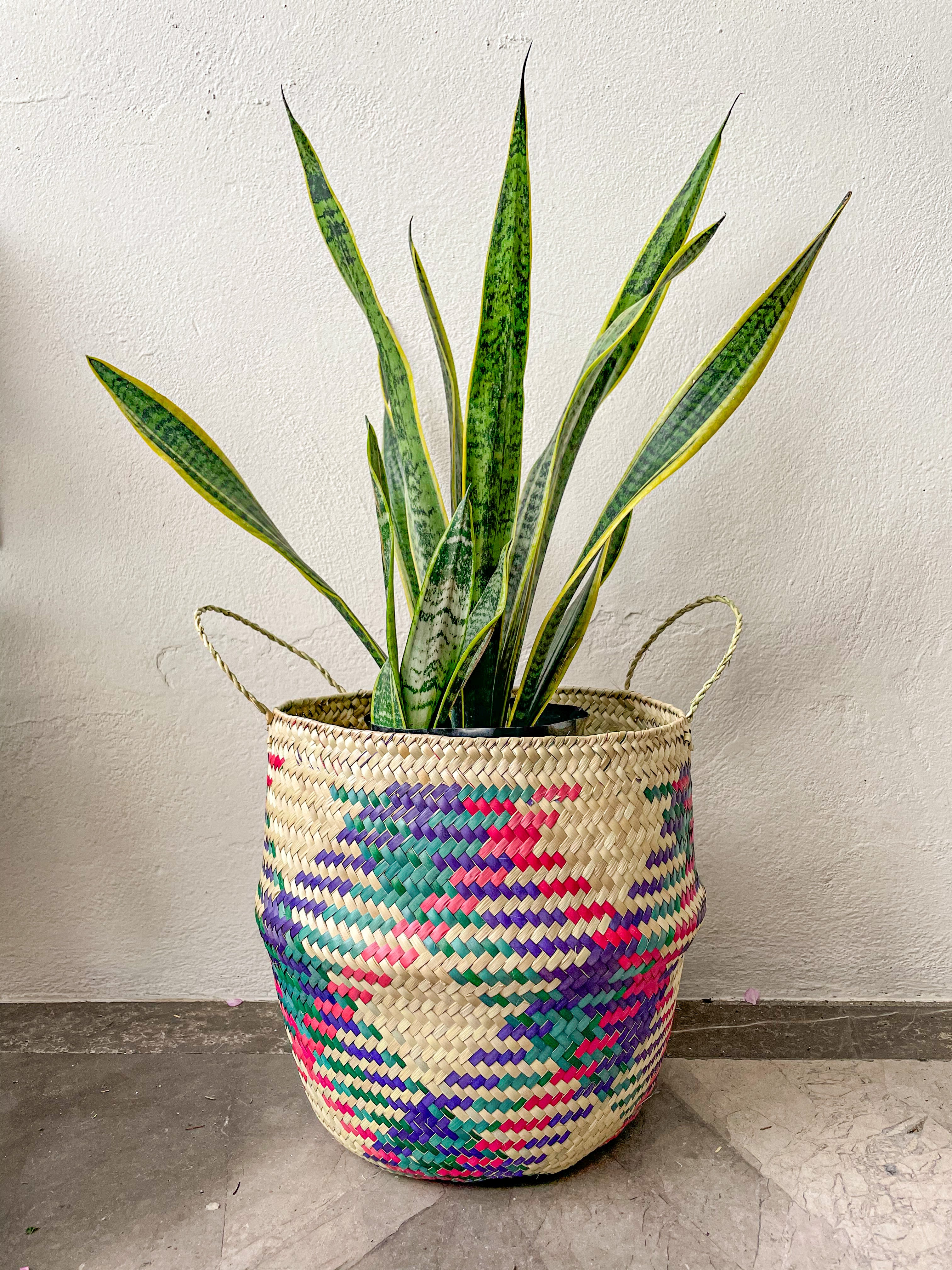 Sansevieria / Lengua de Suegra