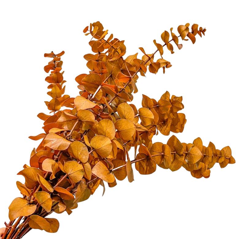 Ramo de Eucalipto