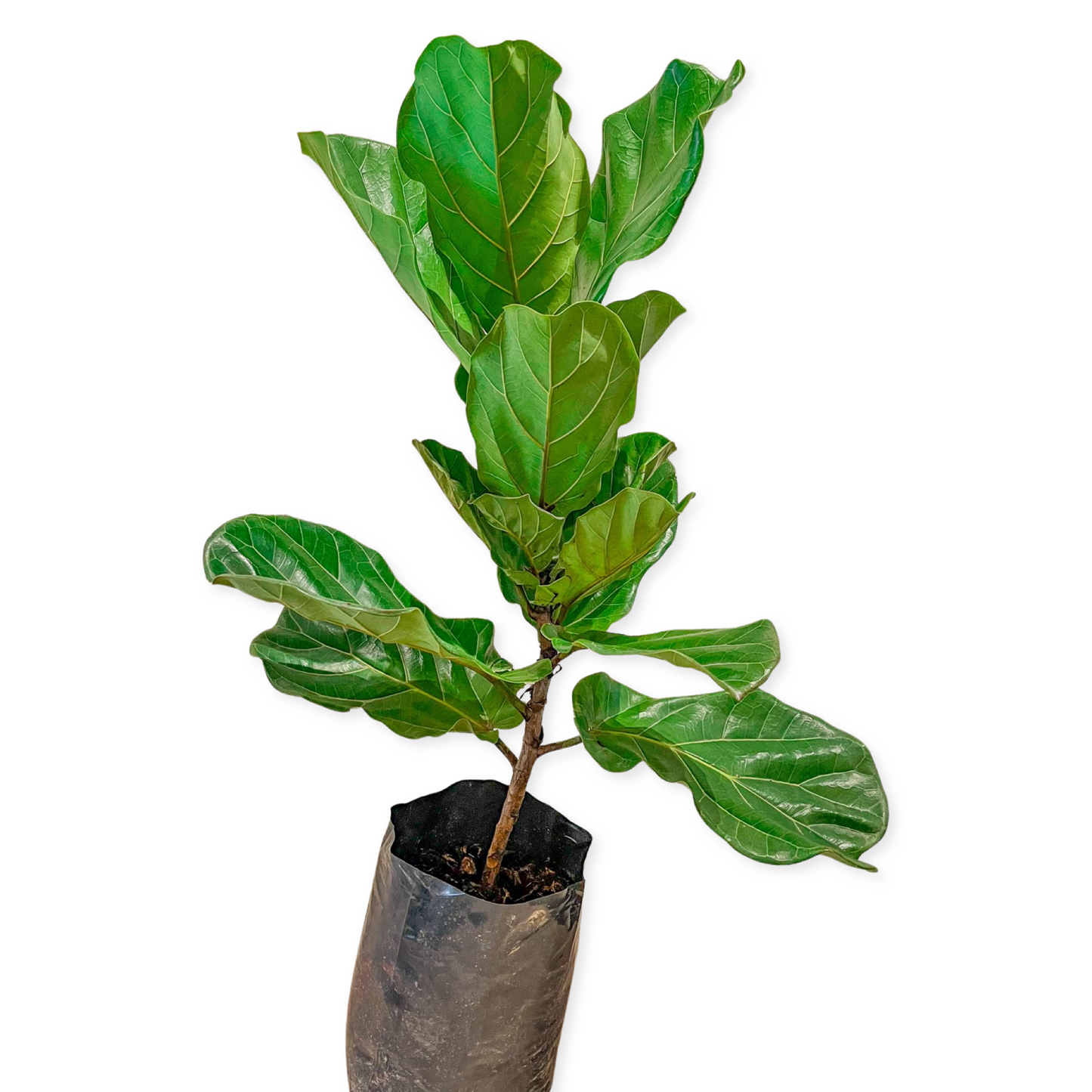 Ficus Pandurata