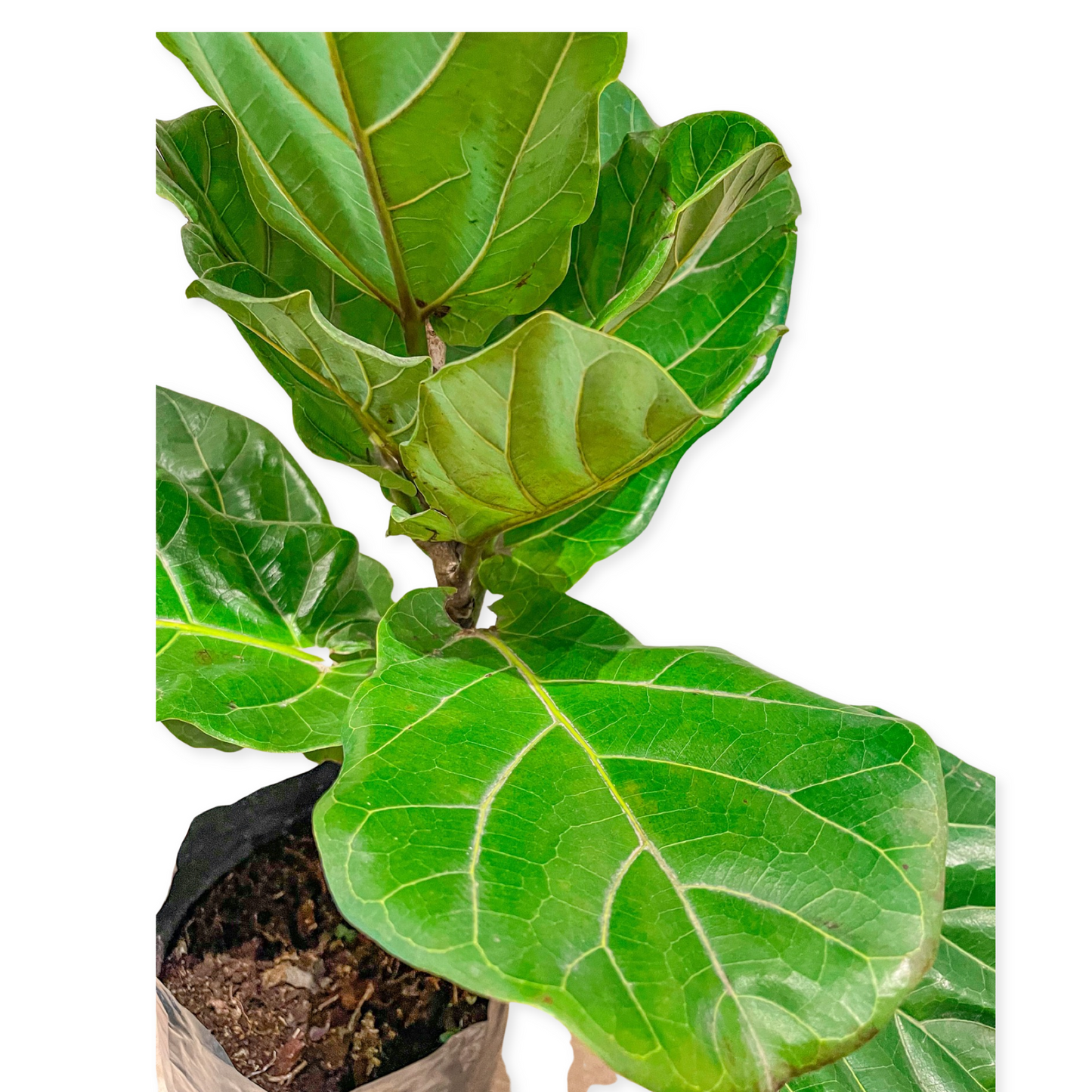 Ficus Pandurata